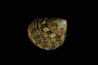 藏品(草蓆鐘螺)的圖片